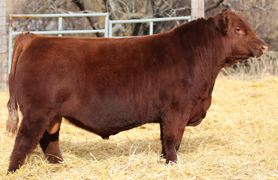 bull